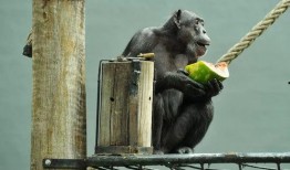 吃瓜大队免费吃瓜,吃瓜大队狂欢来袭！