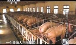 闽南人爆料鸡鸭舍视频,引发网友热议