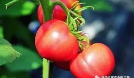李番茄最新爆料,揭秘娱乐圈惊人内幕