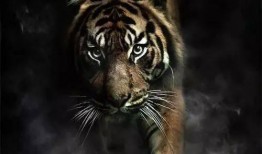 东北猛兽爆料视频大全集,揭秘神秘动物世界