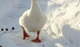 鸭鸭最新爆料,娱乐圈幕后真相大曝光！