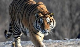 东北猛兽爆料视频大全集,揭秘神秘动物世界