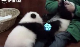 俏皮小熊猫爆料视频大全,萌态百出欢乐无限