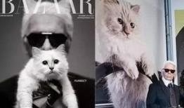 萌宠博主爆料视频,视频中的可爱瞬间幕后故事