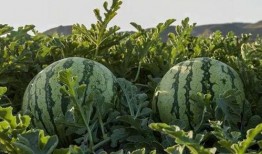 国产网红吃瓜在线看,在线观看，笑料连连