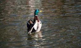 鸭王电影完整版在线观看,在线观看完整版，揭秘幕后故事与精彩瞬间