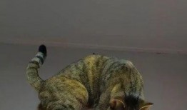 娱乐圈爆料老虎,老虎事件真相揭秘