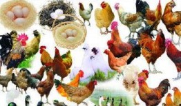 闽南人爆料鸡鸭舍视频,引发网友热议