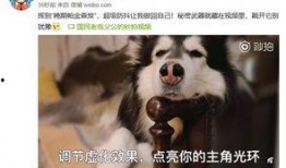 萌宠博主爆料视频,视频中的可爱瞬间幕后故事