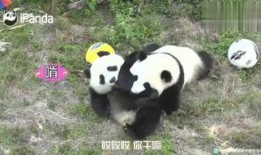 俏皮小熊猫爆料视频大全,萌态百出欢乐无限