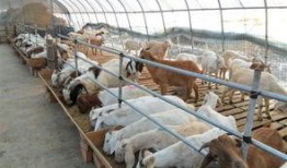 闽南人爆料鸡鸭舍视频,引发网友热议