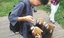 俏皮小熊猫爆料视频大全,萌态百出欢乐无限